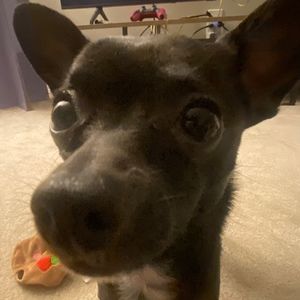 Meet your Posher, Carla